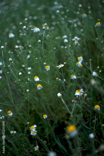 Wide field of Matricaria chamomilla (recutita), known as chamomile, camomile or scented mayweed, is known mostly for its use against gastrointestinal problems or to treat irritation of the skin.