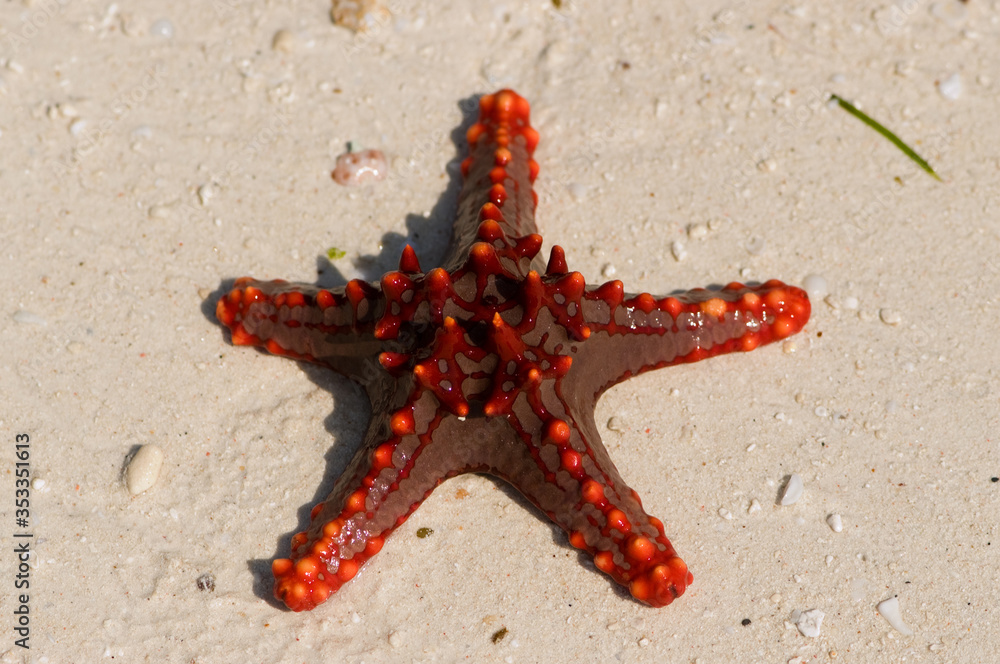 Zanzibar Tanzania 14/08/2010: Horned Sea Star Zanzibar Tanzania 14/08/2010: Horned Sea Star