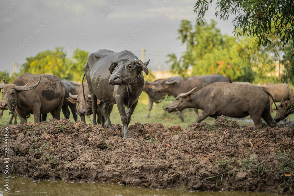 People raising Thai spit in the middle of the rice field.