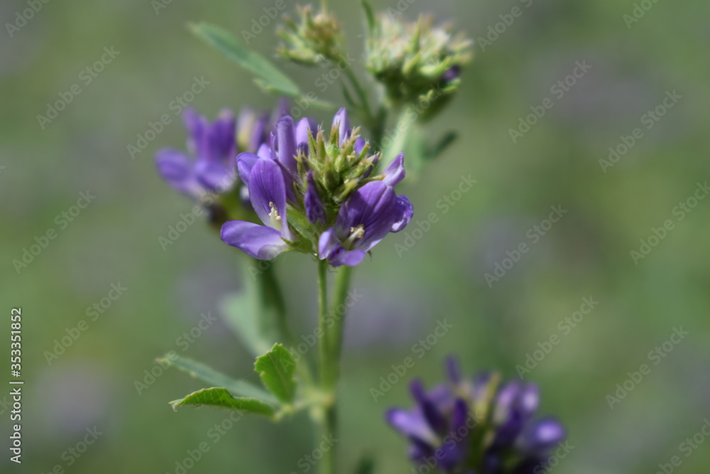 Medicago sativa, alfalfa, lucerne in bloom - close up. Alfalfa is the most cultivated forage legume in the world and has been used as an herbal medicine since ancient times. Medicago sativa, alfalfa, lucerne in bloom - close up. Alfalfa is the most cultivated forage legume in the world and has been used as an herbal medicine since ancient times.