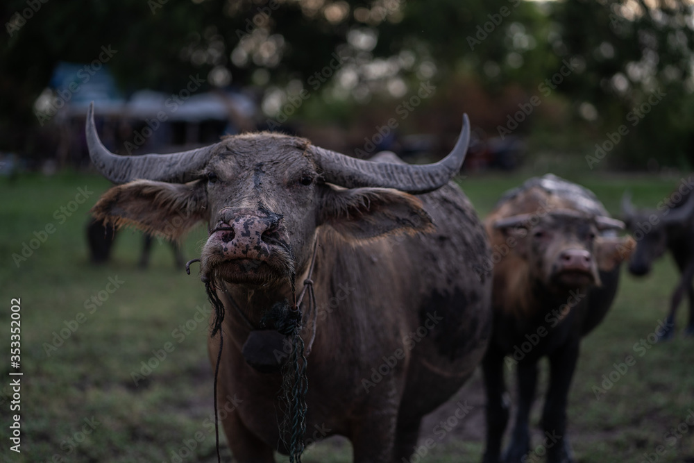 Naklejka premium People raising Thai spit in the middle of the rice field.