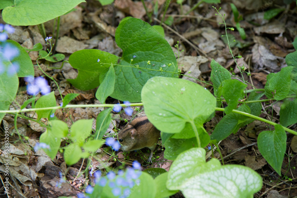 Striped mouse in a garden underneath some leaves Striped mouse in a garden underneath some leaves