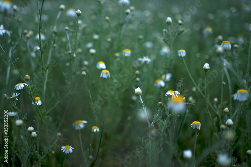 Wide field of Matricaria chamomilla (recutita), known as chamomile, camomile or scented mayweed, is known mostly for its use against gastrointestinal problems or to treat irritation of the skin.