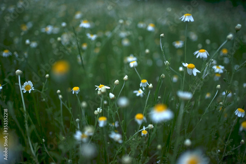 Wide field of Matricaria chamomilla (recutita), known as chamomile, camomile or scented mayweed, is known mostly for its use against gastrointestinal problems or to treat irritation of the skin.