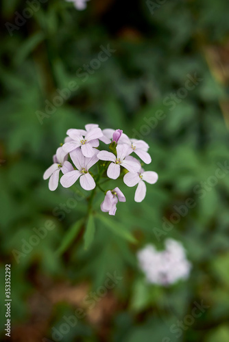 Cardamine bulbifera photo