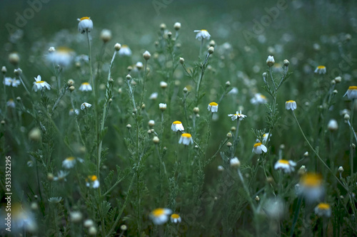 Wide field of Matricaria chamomilla (recutita), known as chamomile, camomile or scented mayweed, is known mostly for its use against gastrointestinal problems or to treat irritation of the skin.