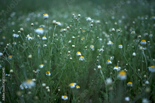 Wide field of Matricaria chamomilla (recutita), known as chamomile, camomile or scented mayweed, is known mostly for its use against gastrointestinal problems or to treat irritation of the skin.