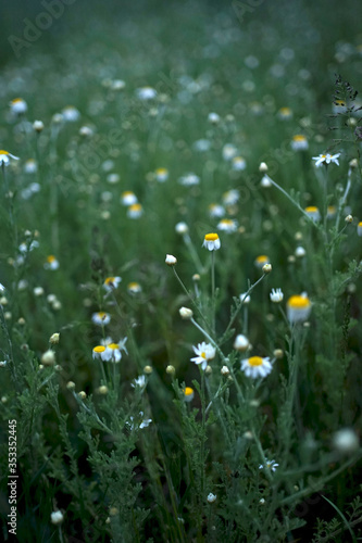 Wide field of Matricaria chamomilla (recutita), known as chamomile, camomile or scented mayweed, is known mostly for its use against gastrointestinal problems or to treat irritation of the skin.