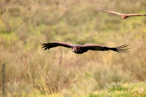 Black vulture flying, Aegypius monachus © Jesus