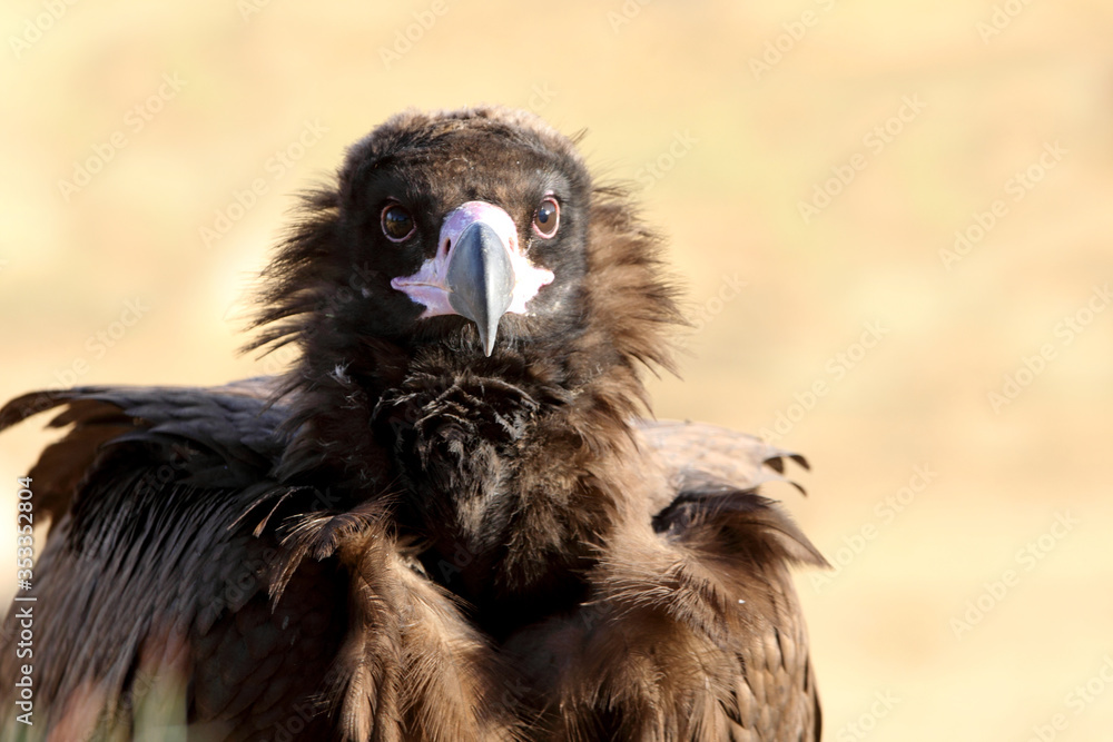 Black vulture with the first light of day Black vulture with the first light of day