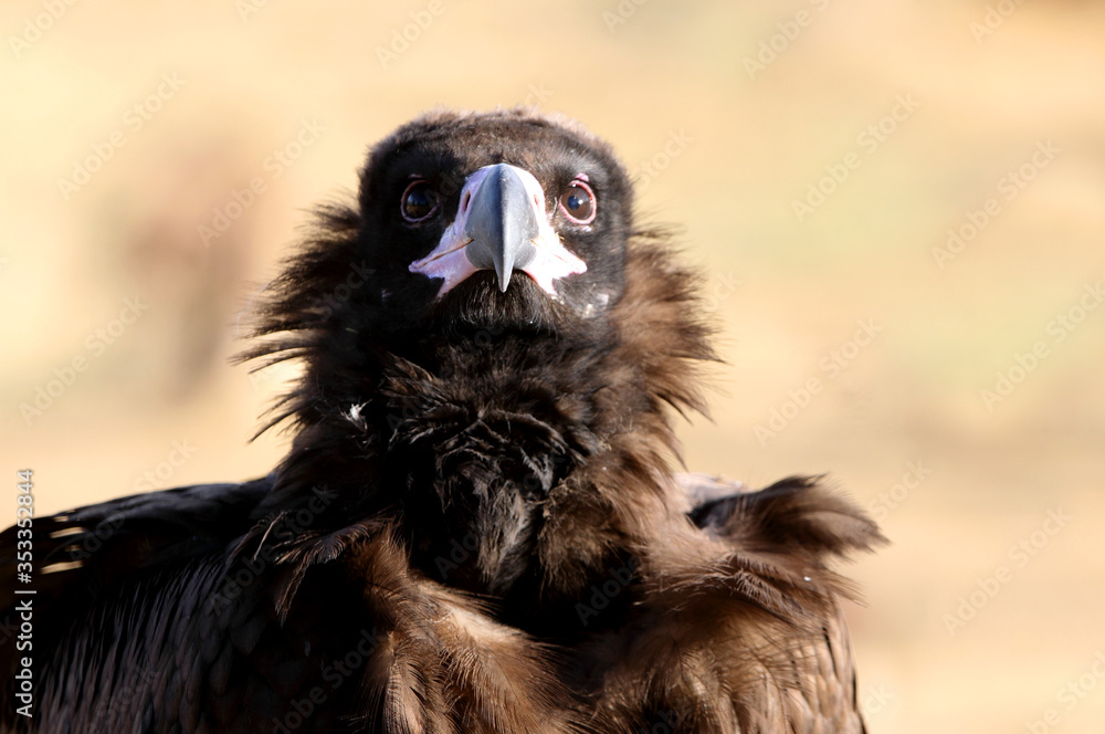 Fototapeta premium Black vulture with the first light of day