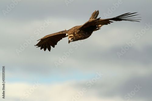 Black vulture with the first light of the morning, scavenger, Aegypius monachus