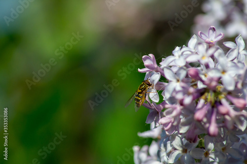 Cute bee on a flower © kirill_phr