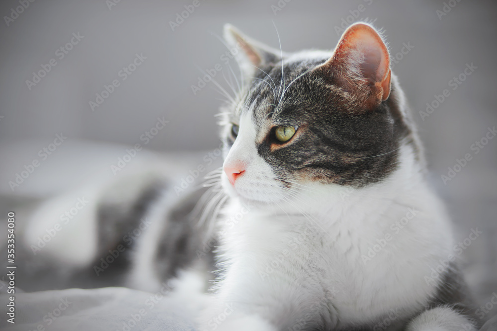 A beautiful striped domestic gray cat with a cute pink nose is lying on a soft bed at home. A beautiful striped domestic gray cat with a cute pink nose is lying on a soft bed at home.