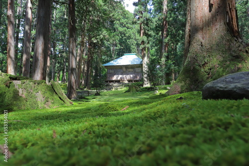 苔のある公園