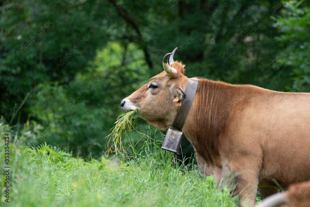 cow eating grass in the countryside cow eating grass in the countryside