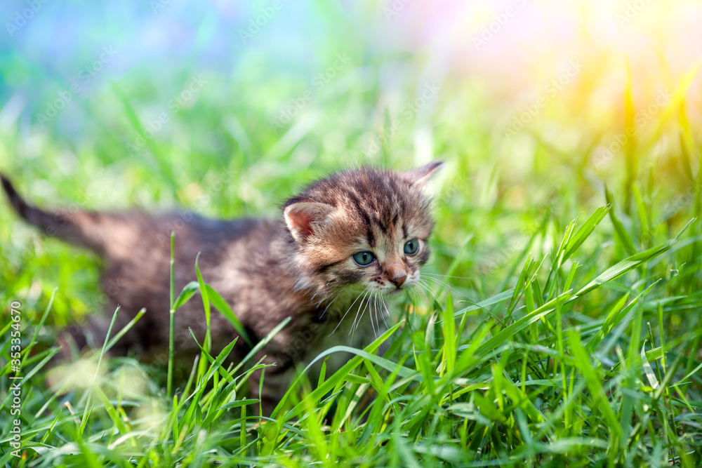 Little kitten walks in the grass on a green lawn