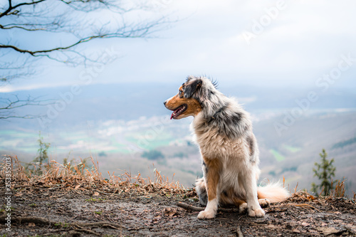 Dog australian shepherd blue merle sitting on german inner border with a awesome view of mounatins