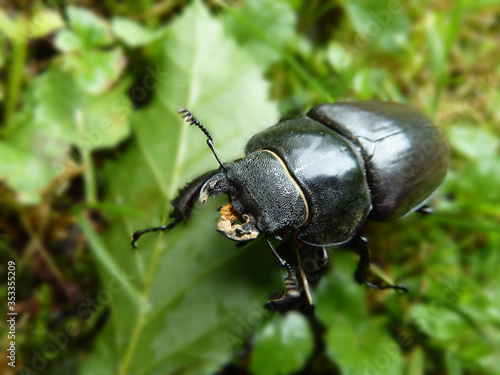 Stag beetle on the green leaves close-up. Big insect in the wildlife.