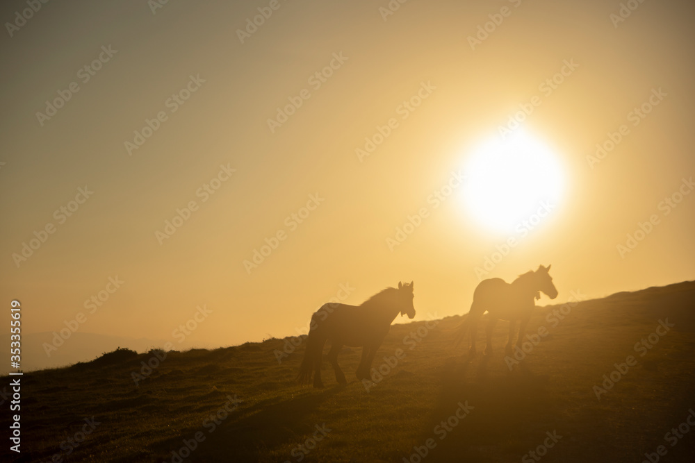 horses grazing on the mountains at sunset