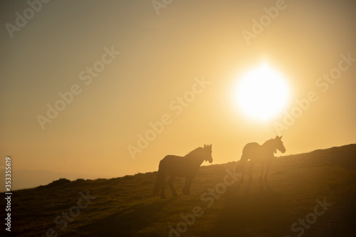 Fototapeta Naklejka Na Ścianę i Meble -  horses grazing on the mountains at sunset