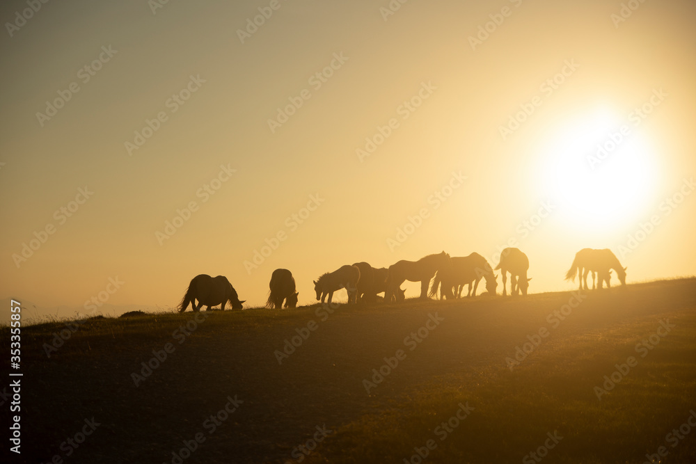 A group of horses walking in the mountains at sunset