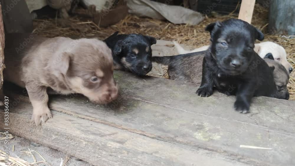 Cute puppies are playing on the doorstep of the barn. Little dogs are playing and trying to escape from the barn. Close up