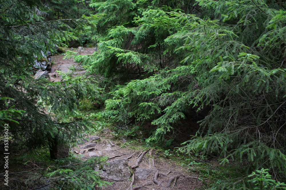 Trails in the dense forest Trails in the dense forest
