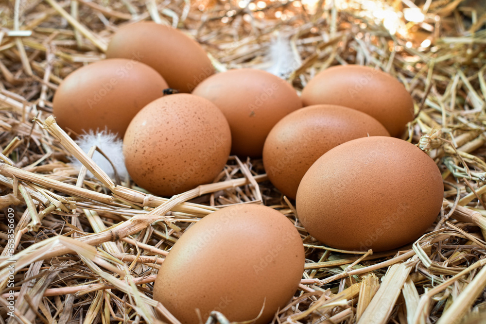 Many eggs in the nest are made from straw. Food obtained from chickens on farms. Healthy products from farmers. Products from rural areas. Many eggs in the nest are made from straw. Food obtained from chickens on farms. Healthy products from farmers. Products from rural areas.