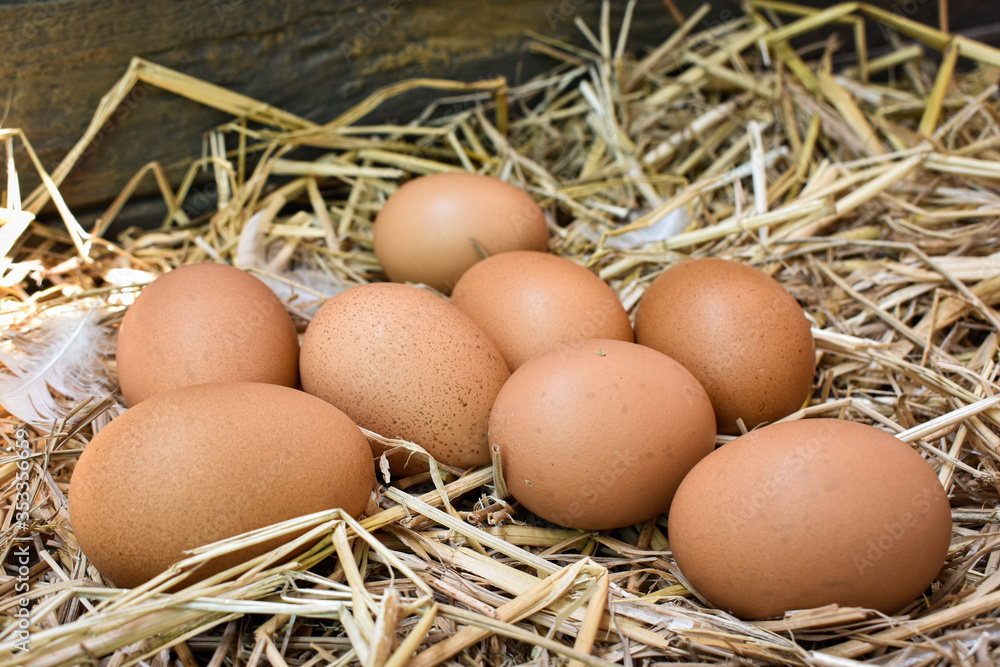 Many eggs in the nest are made from straw. Food obtained from chickens on farms. Healthy products from farmers. Products from rural areas. Many eggs in the nest are made from straw. Food obtained from chickens on farms. Healthy products from farmers. Products from rural areas.