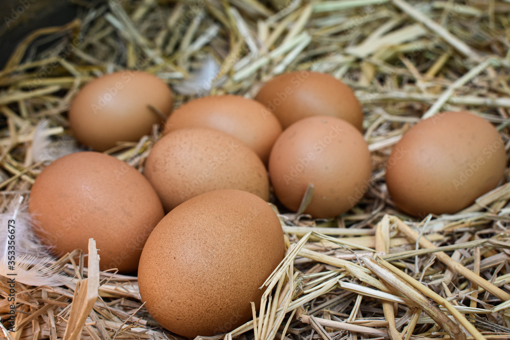 Many eggs in the nest are made from straw. Food obtained from chickens on farms. Healthy products from farmers. Products from rural areas.