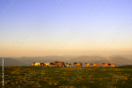 horse group walking in the mountains in basque country, spain