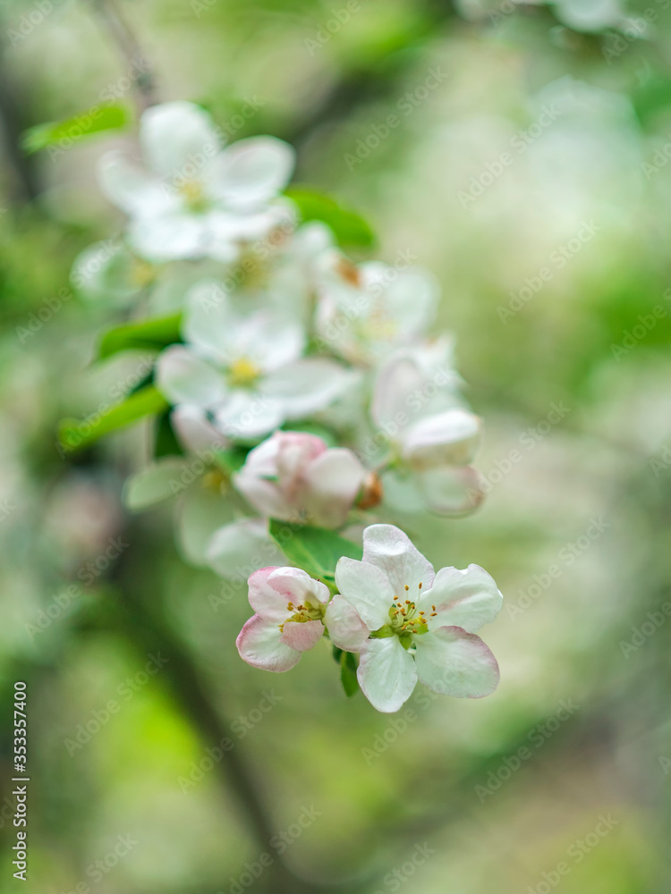 Blooming apple tree. Spring flowering trees. Macro flowers on a vintage Helios lens. Can be used for greeting card.