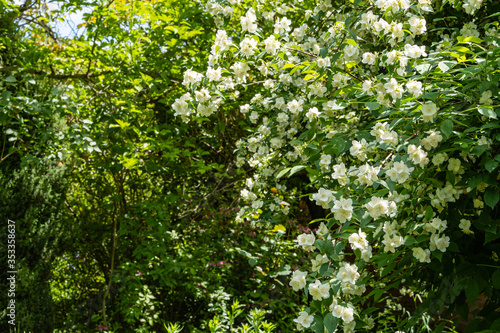 Blooming jasmine slices of lewisii Philadelphus. Jasmine branch with white flowers on blurred background of green leaves. Selective focus. Close-up. Spring garden. Floral landscape for any wallpaper.