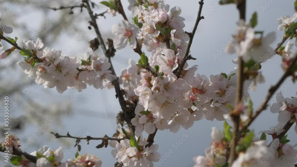 Cherry branch with flowers in spring bloom. A beautiful tree branch with cherry blossoms. A buzzing bee is enjoying the lovely pink scenery. White. Spring Flowers. Cherry. Background. 4K Cherry branch with flowers in spring bloom. A beautiful tree branch with cherry blossoms. A buzzing bee is enjoying the lovely pink scenery. White. Spring Flowers. Cherry. Background. 4K