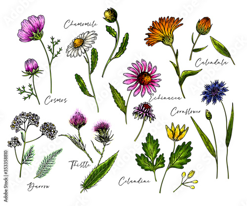 Hand drawn wild hay flowers. Medical herbs and plants. Colored Calendula, Chamomile, Cornflower, Celandine, Cosmos, Yarrow, Thistle, Echinacea. Engraved Cosmetic essential oil package herbal medicine.