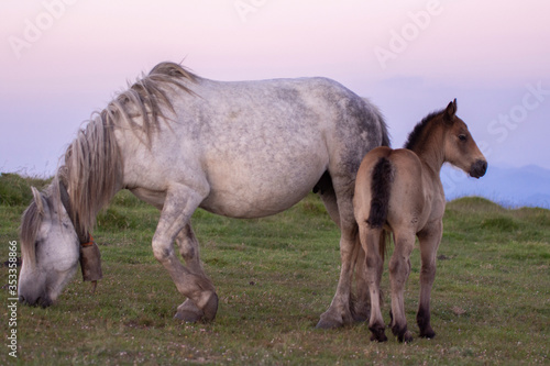 mother and baby horses in the mountains © urdialex