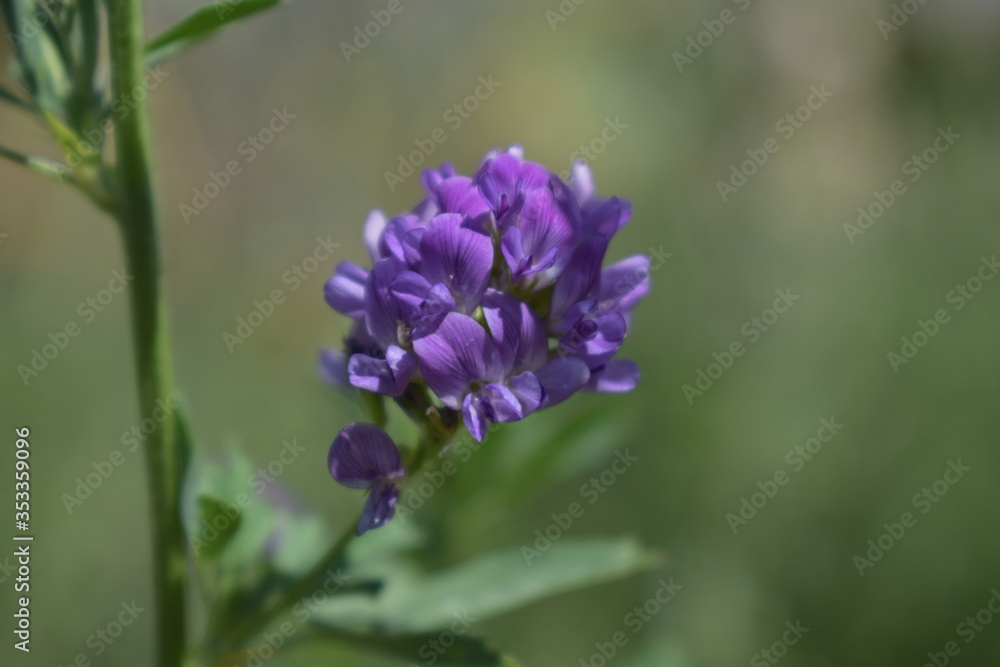 Medicago sativa, alfalfa, lucerne in bloom - close up. Alfalfa is the most cultivated forage legume in the world and has been used as an herbal medicine since ancient times. Medicago sativa, alfalfa, lucerne in bloom - close up. Alfalfa is the most cultivated forage legume in the world and has been used as an herbal medicine since ancient times.