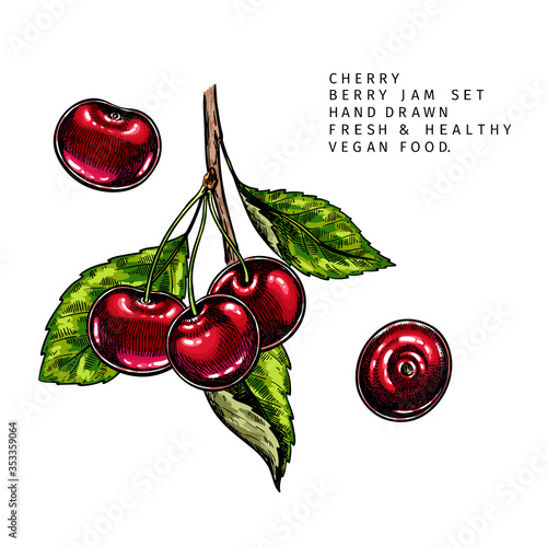 Hand drawn cherry branch, leaf and berry. Engraved colored vector illustration. Bird berry agriculture plant. Summer harvest, jam or marmalade vegan ingredient. Menu, package, cosmetic, food design.