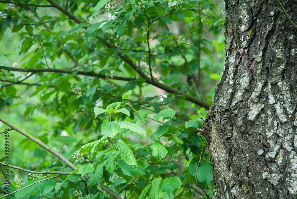 Tree trunk and branches with leaves close up in the forest. Tree bark and leaves close up in the woods Tree trunk and branches with leaves close up in the forest. Tree bark and leaves close up in the woods