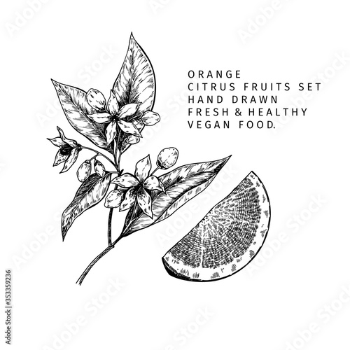 Hand drawn orange fruit and leaf. Engraved vector illustration. Sweet citrus exotic plant. Summer harvest, jam or marmalade vegan ingredient. Menu, package, cosmetic, food design.