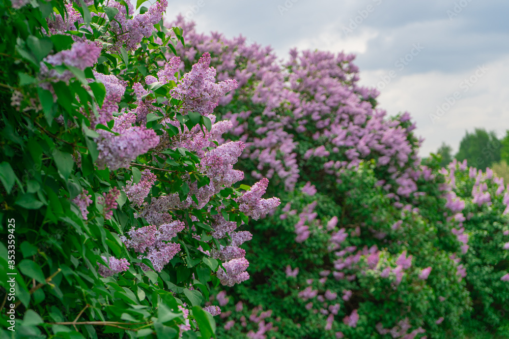Obraz premium Bush of blooming lilac outdoors on a cloudy day