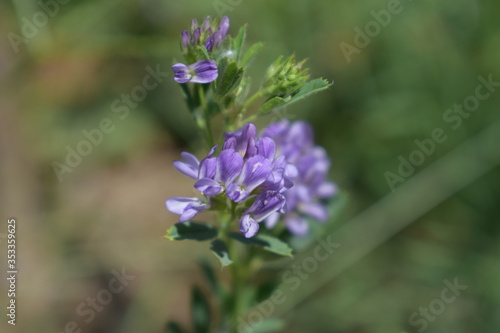 Medicago sativa  alfalfa  lucerne in bloom - close up. Alfalfa is the most cultivated forage legume in the world and has been used as an herbal medicine since ancient times.
