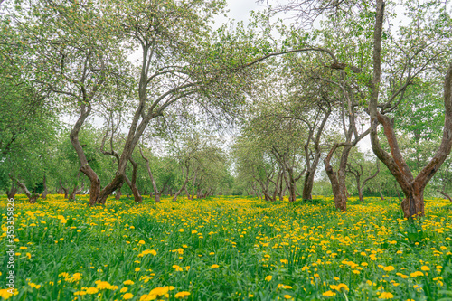 Apple trees stand in rows on a field of flowering dandelions