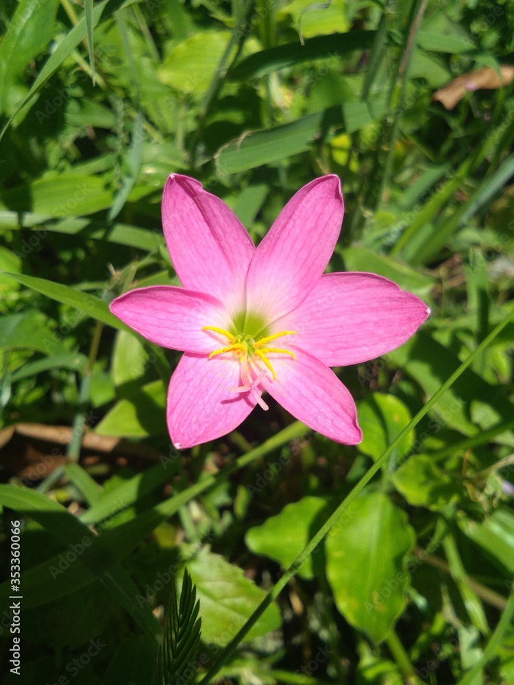 pink flower pink flower