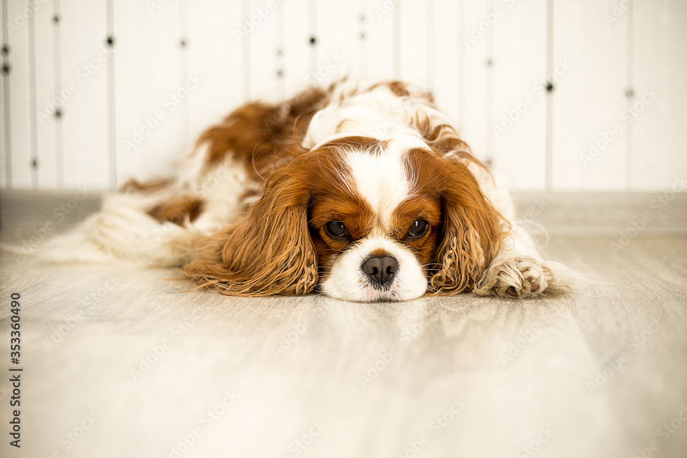 Fototapeta premium cavalier king charles spaniel
