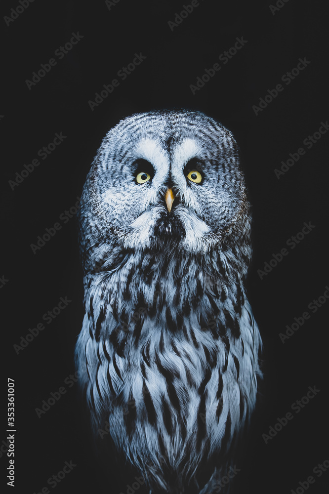 Portrait of the Great grey owl with yellow eyes in the dark on a black background Portrait of the Great grey owl with yellow eyes in the dark on a black background