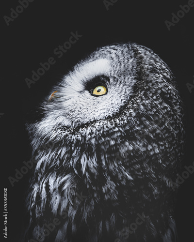 A great grey owl looks up in profile against a black background