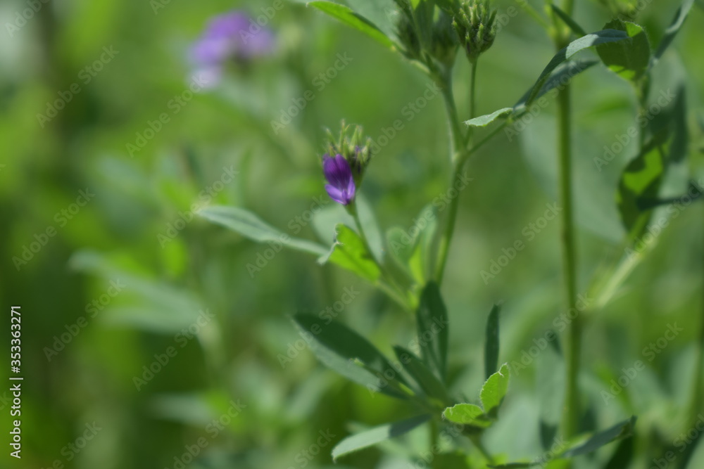 Medicago sativa, alfalfa, lucerne in bloom - close up. Alfalfa is the most cultivated forage legume in the world and has been used as an herbal medicine since ancient times. Medicago sativa, alfalfa, lucerne in bloom - close up. Alfalfa is the most cultivated forage legume in the world and has been used as an herbal medicine since ancient times.