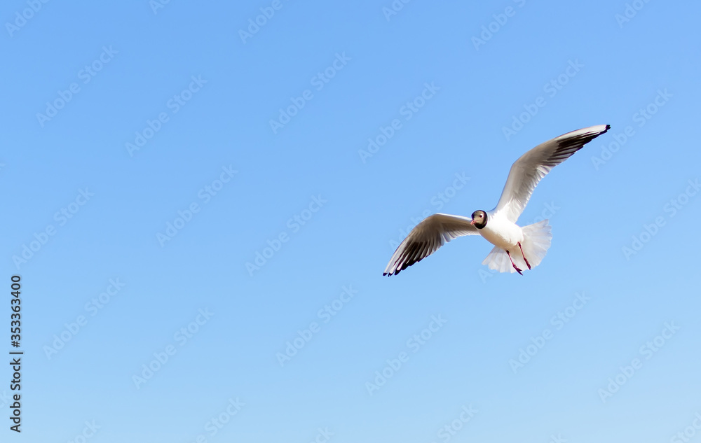 White seagull flying in the bright blue sky with its wings open. Black-headed gull (Chroicocephalus ridibundus) over Baltic sea. Seascape background.